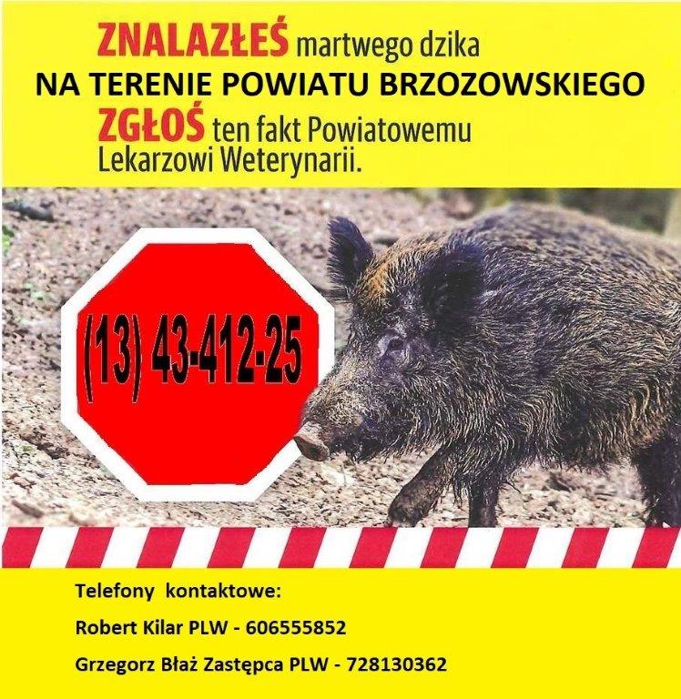 Jak postępować w przypadku znalezienia padłego dzika ? Komunikat Powiatowego Lekarza Weterynarii w Brzozowie