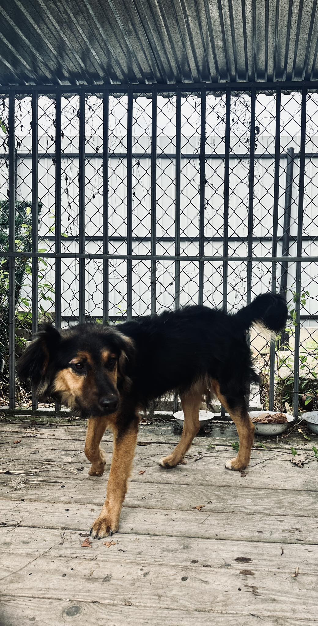 UWAGA! Pies szuka właściciela.