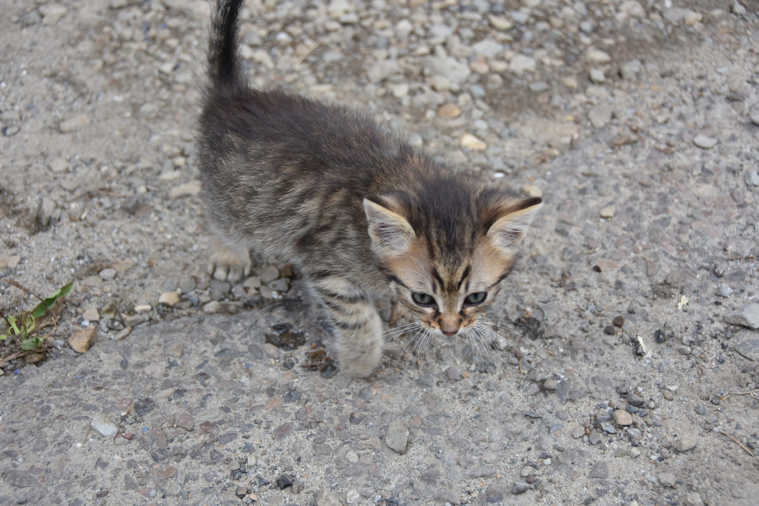 6 małych kotków szuka domu