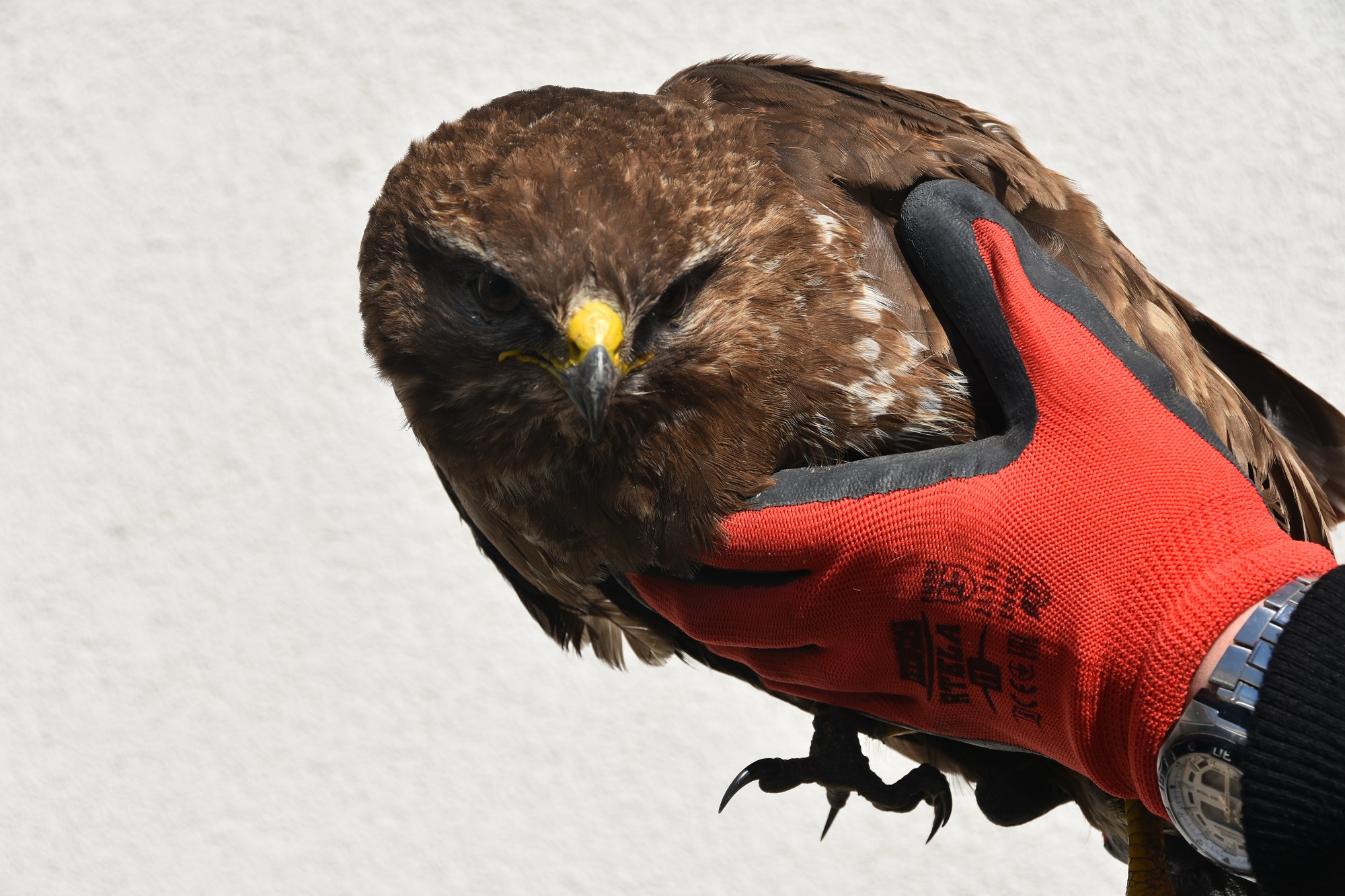 Odłowiono myszołowa