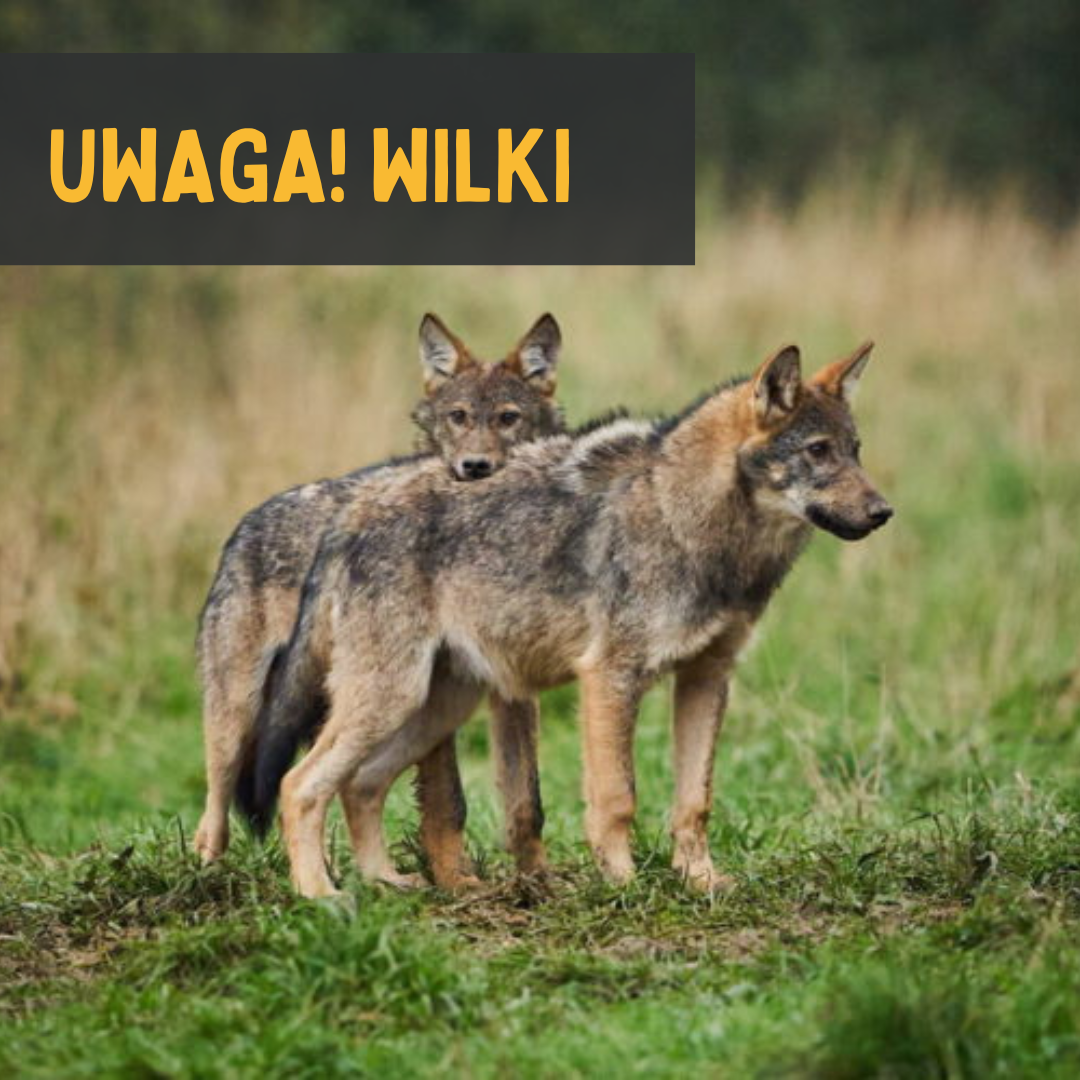 Informacja Burmistrza Brzozowa 