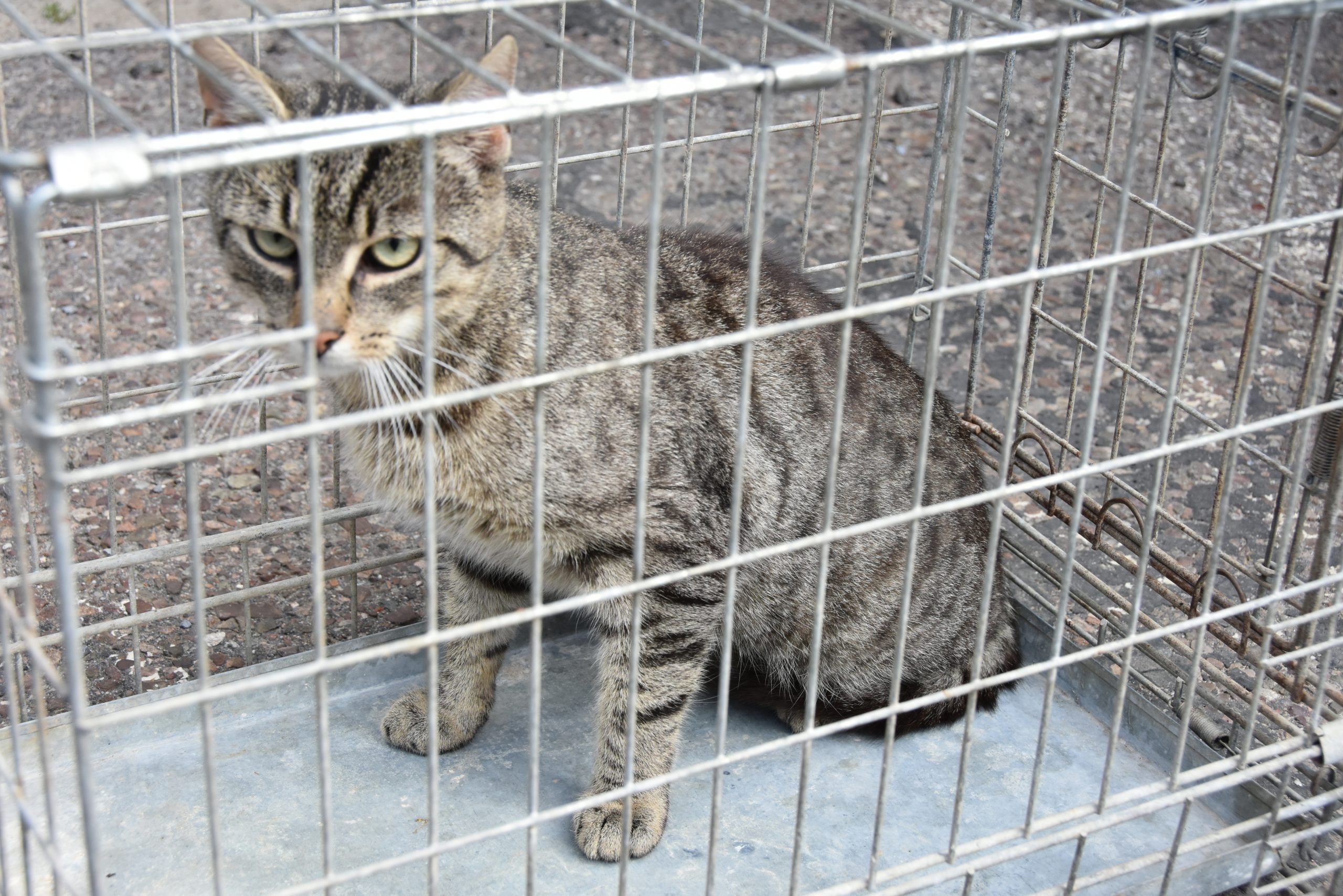 Kolejny kot szuka domu